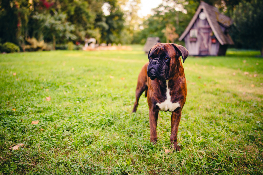 Chien Du Côté de chez Anne